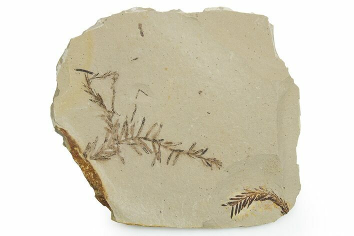 Shale With Dawn Redwood (Metasequoia) Fossils - Montana #351984
